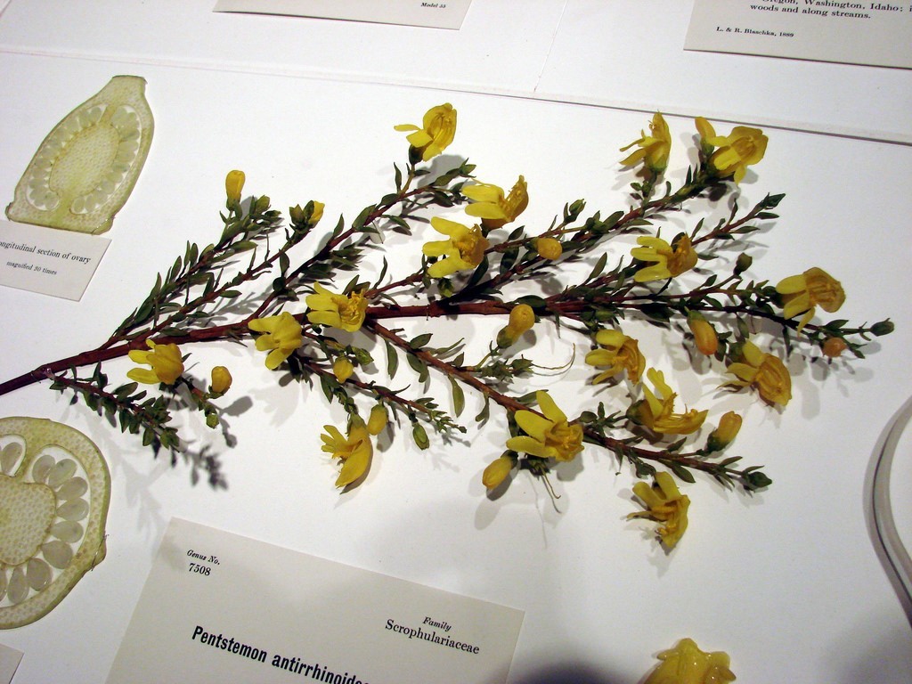 Glass Flowers Collection at Harvard Museum of Natural History